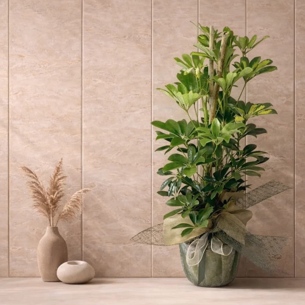 Schefflera Saksı Bitkisi