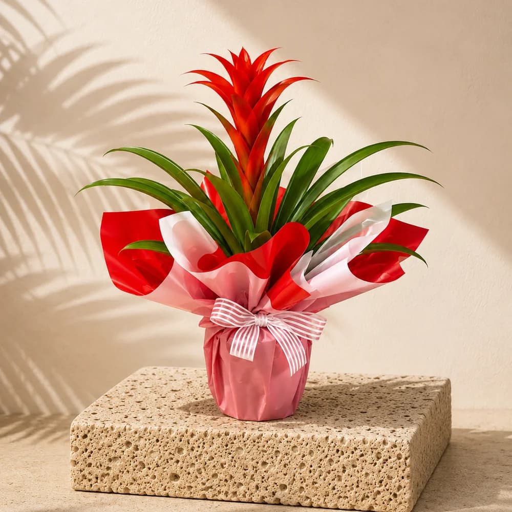 Guzmania Bitkisi