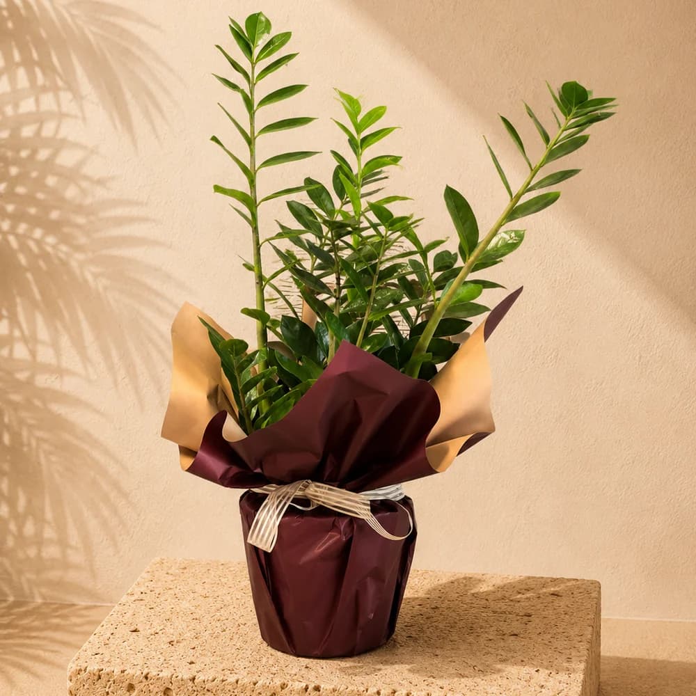 Zamioculcas Zamiifolia Büyük Boy