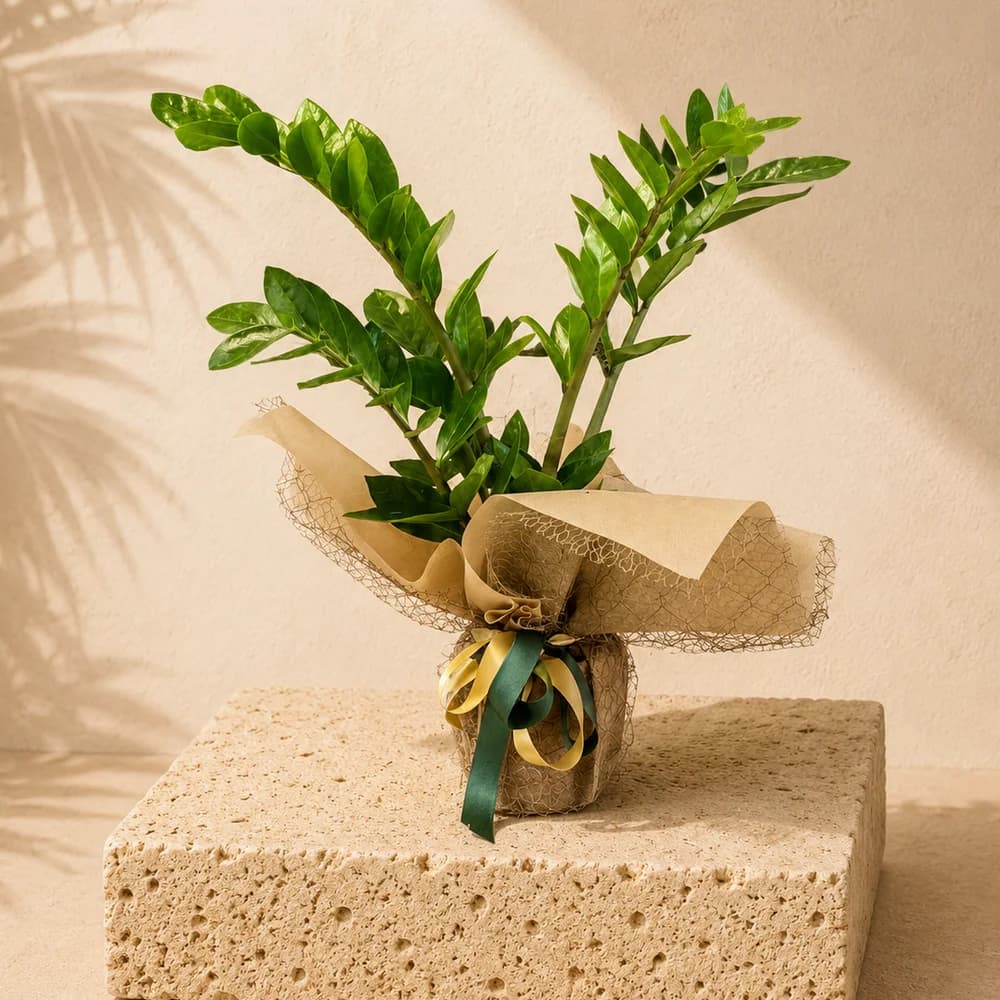 Küçük Boy Zamioculcas Zamiifolia