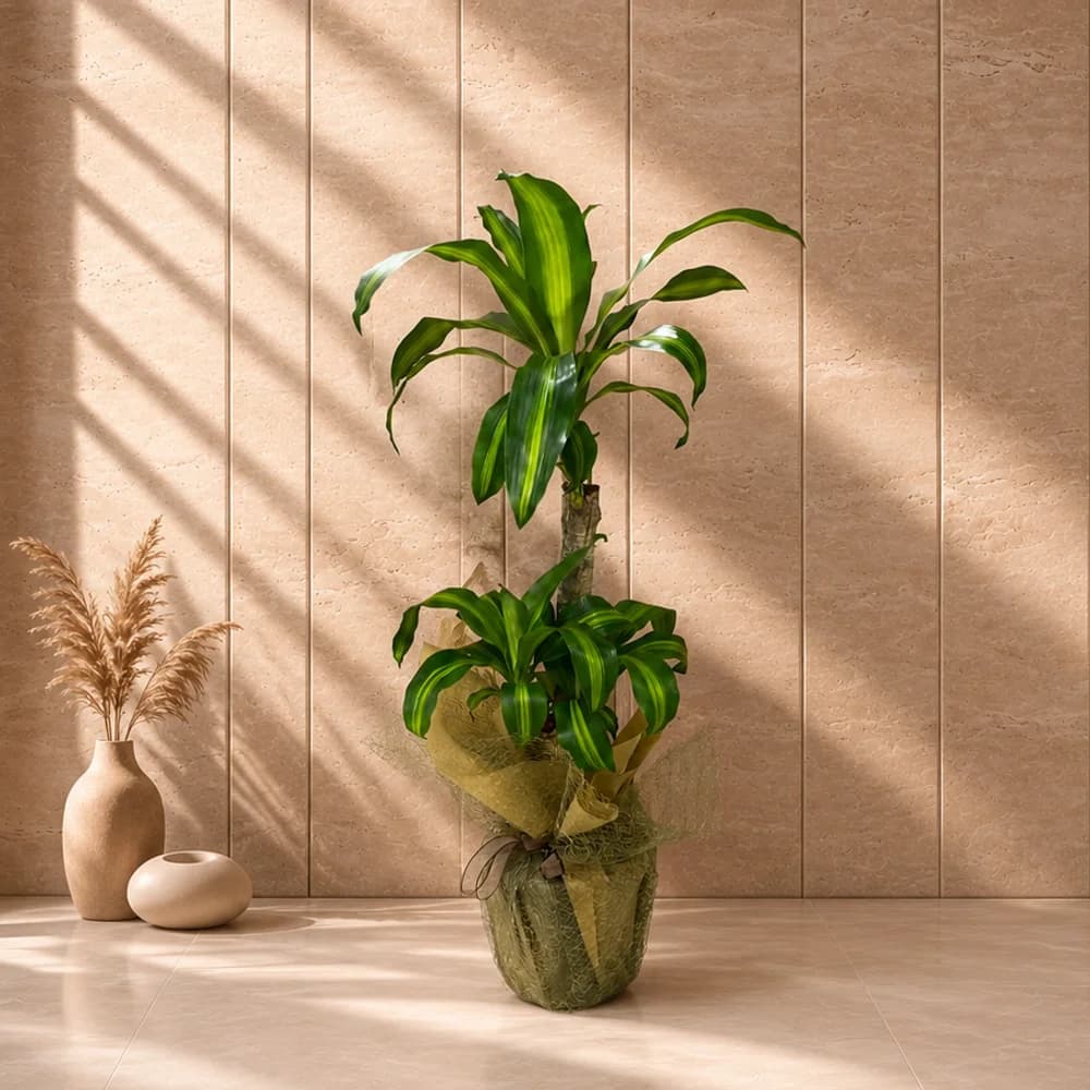 Dracaena Massangeana Saksı Bitkisi