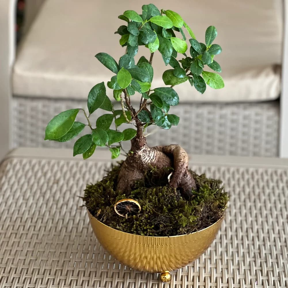 Metal Saksıda Canlı Bonsai Bitkisi