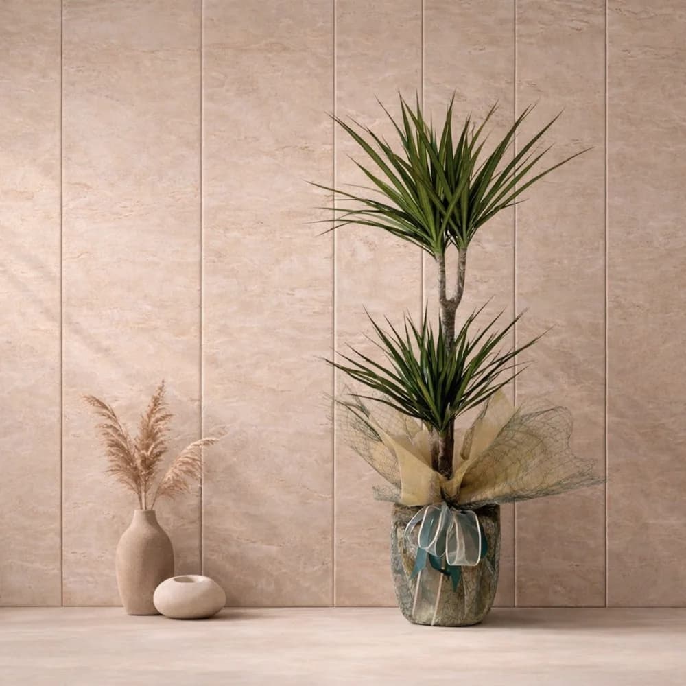 Dracena Marginata Saksı Bitkisi