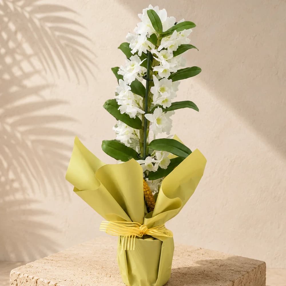 Dendrobium Orkide Saksı Bitkisi