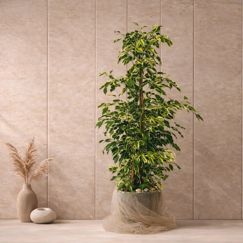 Ficus Benjamin Saksı Bitkisi