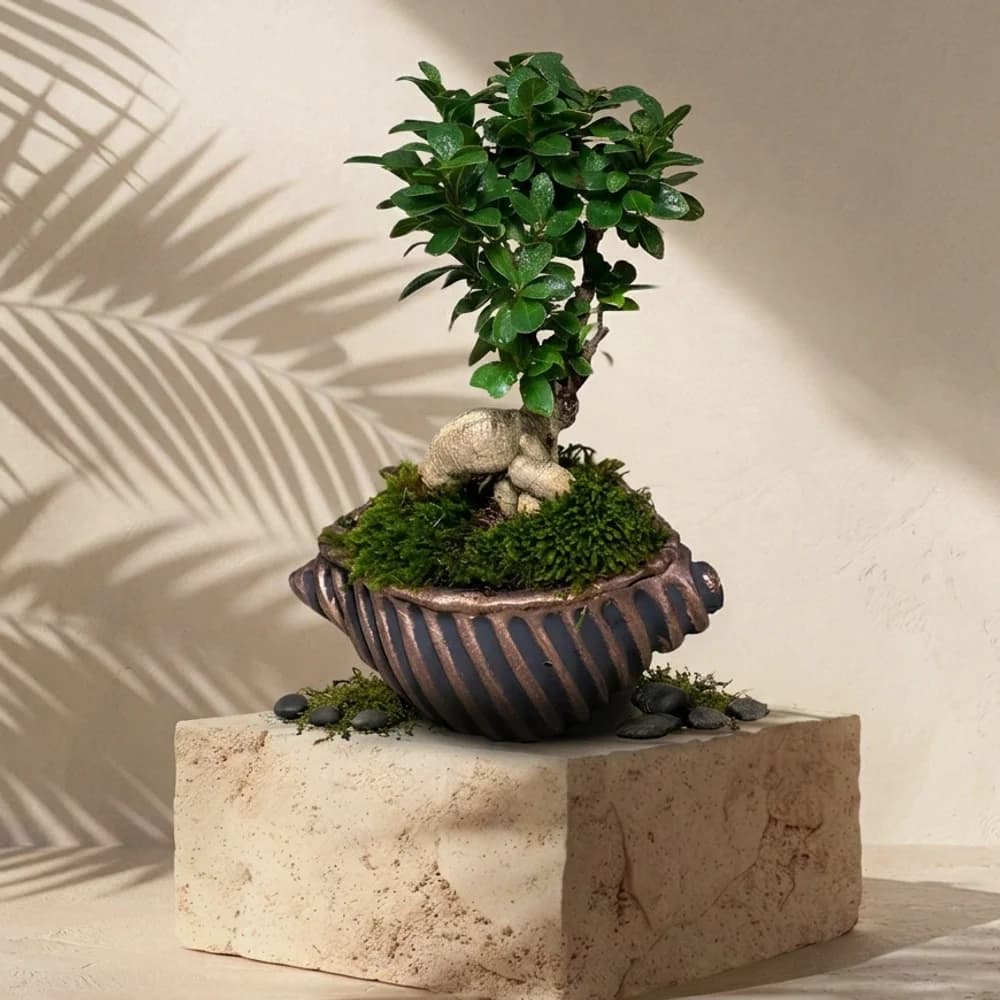 Saksılı Bonsai Bitkisi